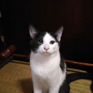 5ヶ月位　ハチワレ男の子