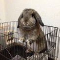 【うさぎ(ロップイヤー)】の飼い主さん募集中