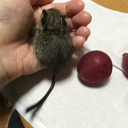 おしり