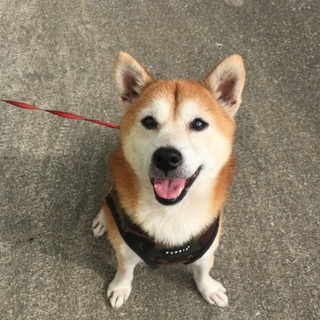 【柴犬※血統書付き】人懐こくご飯が好きな男の子♪