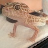ネス