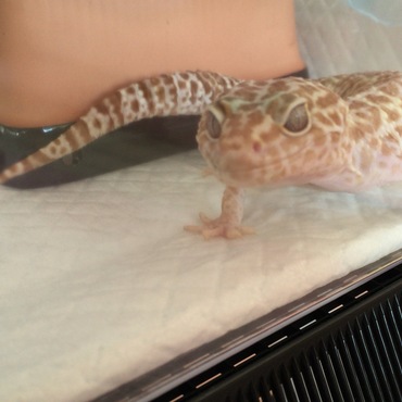 様子が気になるネス君