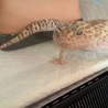 様子が気になるネス君