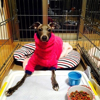 緊急！！里親様を募集いたします。