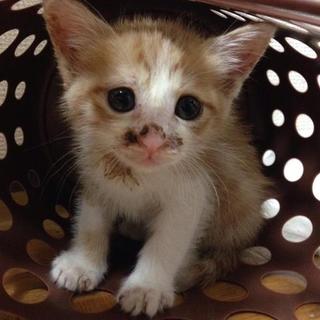 元気な茶白（５兄妹）