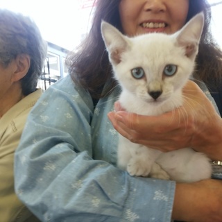 とっても美人な白猫の子猫　！