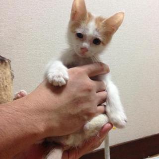 茶ぶちの男の子