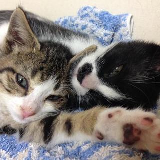 白黒ハチワレ男の子