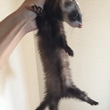 フェレット里親募集
