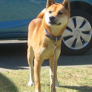 レオンくん土岐市Ｏ様に迎えていただけました