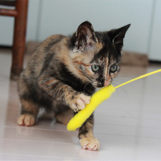 生後二ヶ月甘えん坊仲良し2兄妹★