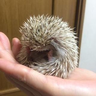 ハリネズミの里親になって下さる方募集です。