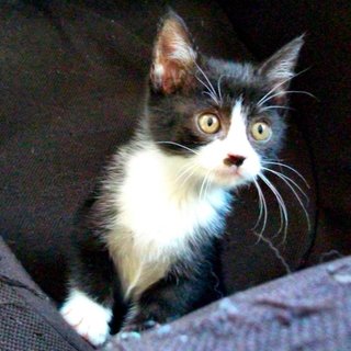 白黒ハチワレ+アンクルソックスの女の子