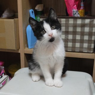 あごヒゲ生やしたお嬢さん「サクラ」