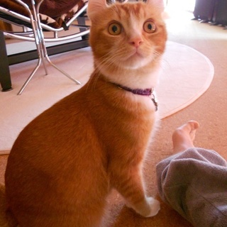 人間大好き★アメリカンカールのカフカ君