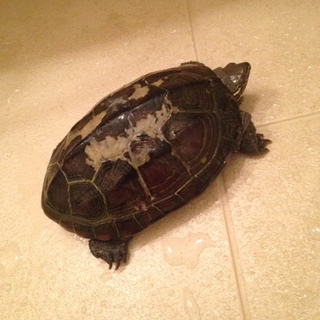 亀の里親を急募しています！