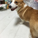 緊急募集！半歳のコーギー
