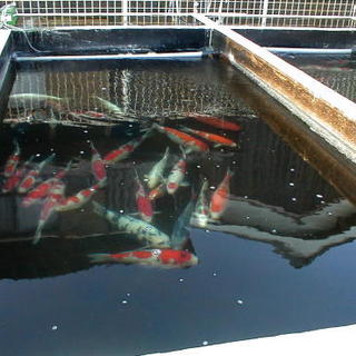 ほぼ決定しましたので募集を終了させて頂きます