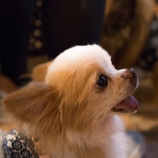 甘えん坊な可愛い子です