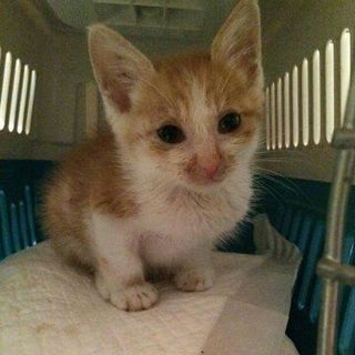 僕のママになってください