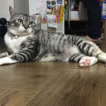 もなしゃん太った気が…