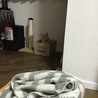 雨の中家の中で捨て猫やってます。