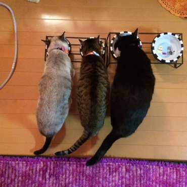 の写真