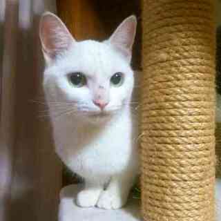 真っ白雪乃ちゃん　１歳半