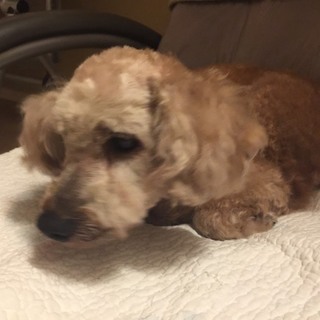 この子の家族を探しています