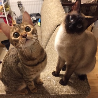 肩を寄せ合う2匹