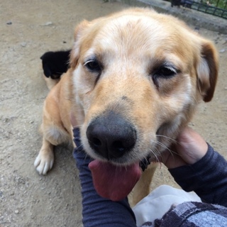 ゴン太くんの里親さんを募集しています！