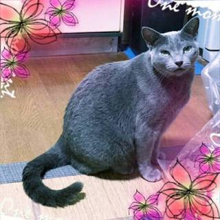 【里親決定】家族求む★ロシアンブルーの女の子