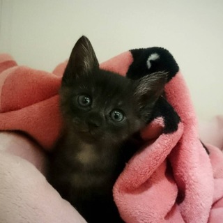 名古屋 くろまるくんの里親様募集