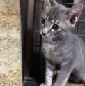 名古屋 グレー猫 マカくんの里親様募集
