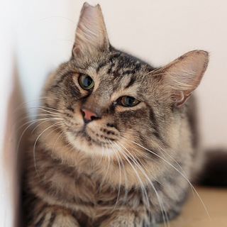 ライオンみたいな長毛のりき君