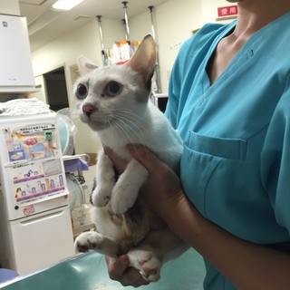 名古屋 ジャムちゃんの里親様募集