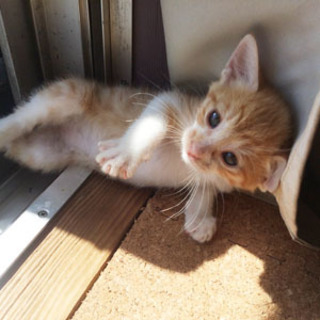 生後1ヶ月半☆トラ猫の男の子