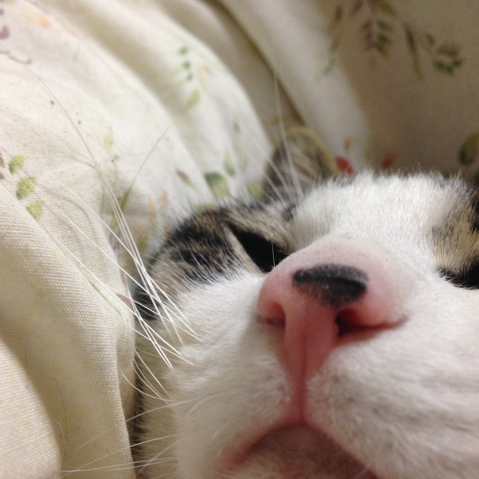 しゅんのカバー写真