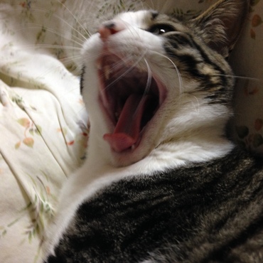 あくびを激写笑