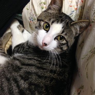 にゃんだ？
