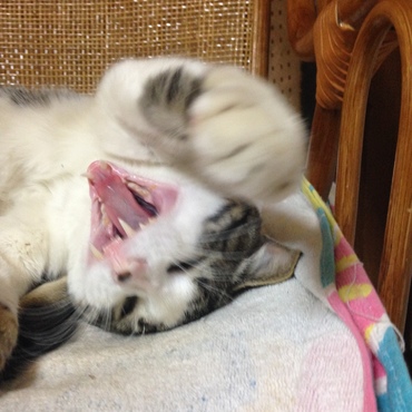 猫パンチ！！！