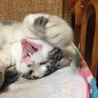 猫パンチ！！！