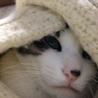 ゆうてる