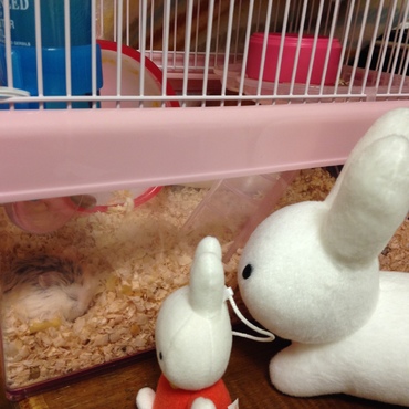 ミッフィー「白田くん、よく寝てるね」