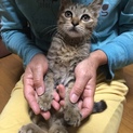 元気なキジトラ！男の子！