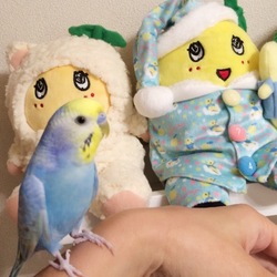 ふなっしーカラー可愛い❤️