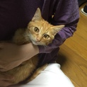 元気いっぱい！茶トラ男の子！