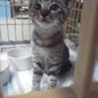 一宮の素敵な里親様に兄妹で貰っていただけました