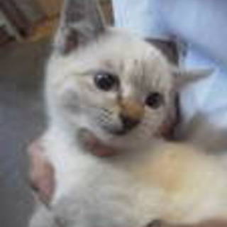 兄妹で飼っていただけることになりました