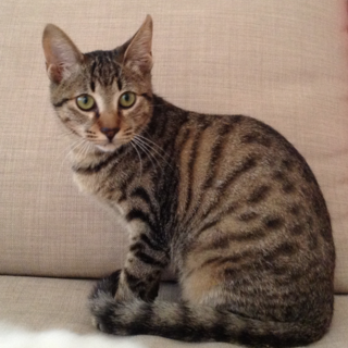 キジトラ子猫の里親募集